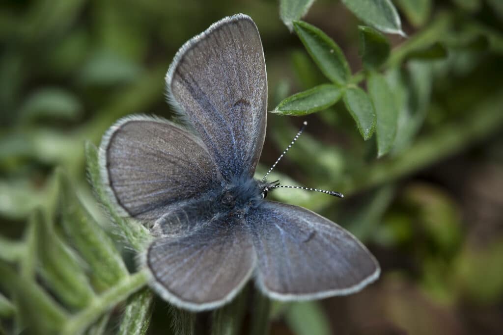 NPS photo/Jacob W. Frank