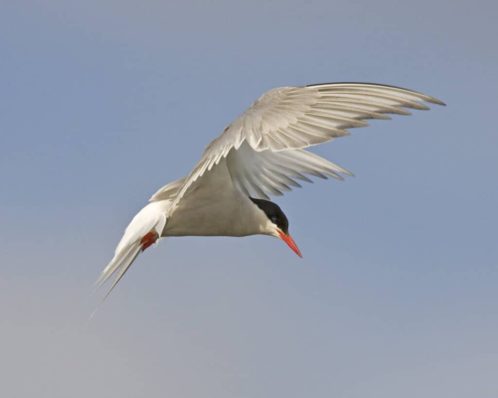 NPS photo/Ken Conger