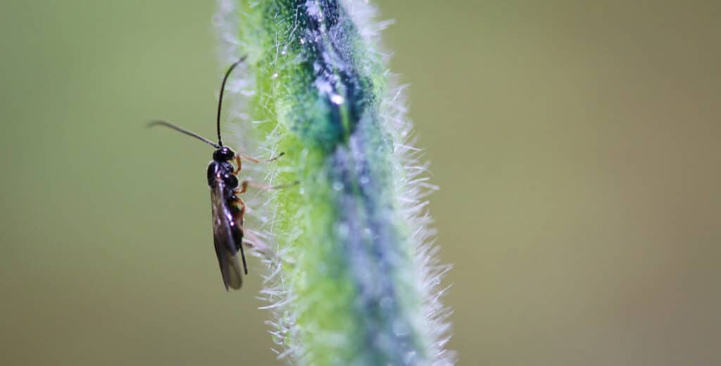 NPS photo/Alex Vanderstuyf