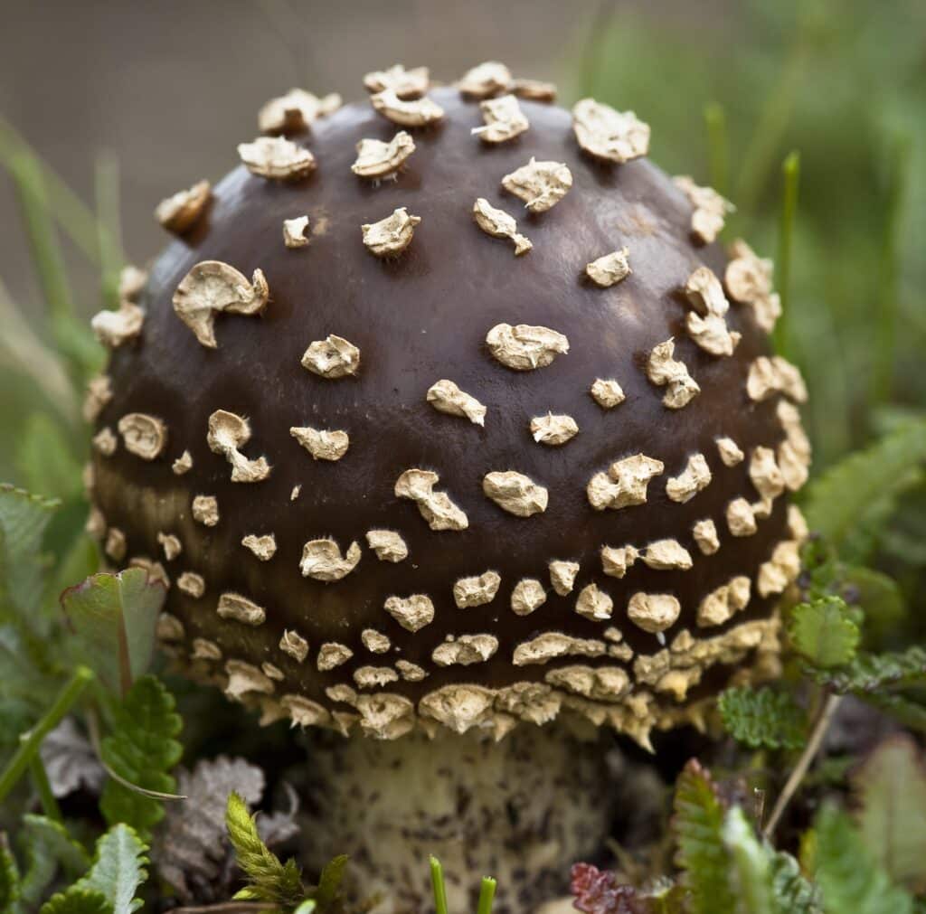 NPS Photo/Jacob W Frank