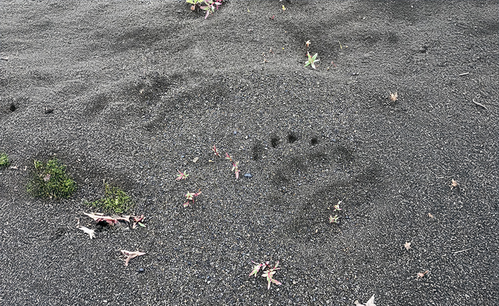 Wildlife Tracks and Signs