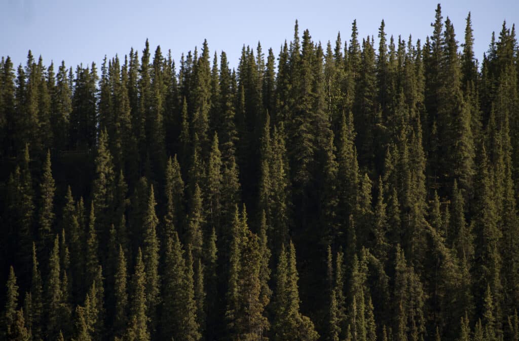Hiked Horseshoe Lake Trail at Denali National Park and Preserve, May 30, 2016.
Ind. Cap.: There are only 8 different kinds of trees at Denali National Park.